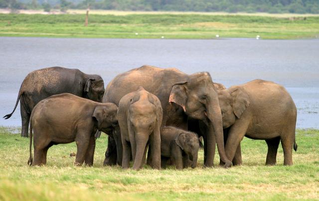 Sri Lanka